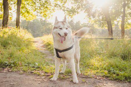 Young husky dog for a walk in the park in autumn. Husky breed. Light fluffy dog. Walk with the dog. Dog on a leash. Pretty . A petの写真素材