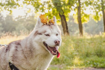 Husky portrait. Young husky dog for a walk in the park in autumn. Husky breed. Light fluffy dog....