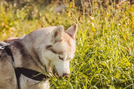 Young husky dog for a walk in the park in autumn. Husky breed. Light fluffy dog. Walk with the dog. Dog on a leash. Pretty . A petの写真素材