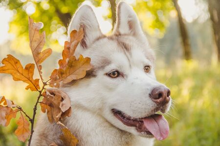 Husky portrait. Young husky dog for a walk in the park in autumn. Husky breed. Light fluffy dog. Walk with the dog. Dog on a leash. Pretty A petの写真素材