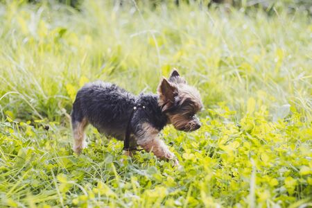 Yokshire Terrier for a walk in the grass. little dog. a pet . Sheared dogの写真素材
