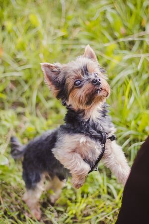 Yokshire Terrier for a walk in the grass. little dog. a pet . Sheared dogの写真素材
