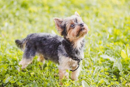 Yokshire Terrier for a walk in the grass. little dog. a pet . Sheared dogの写真素材