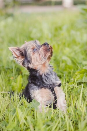 Yokshire Terrier for a walk in the grass. little dog. a pet . Sheared dogの写真素材