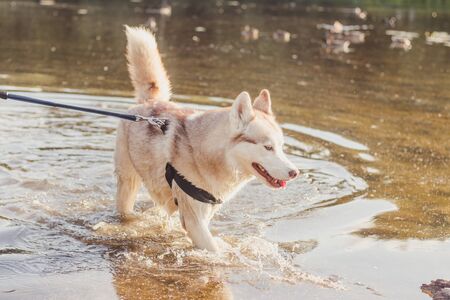 Husky portrait. Young husky dog on a walk in the water. Husky breed. Light fluffy dog. Walk with the dog. on a leash. Pretty dog. A petの写真素材
