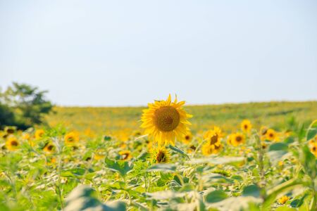 A field of sunflowers. Big yellow flowers field. Flowers with seeds. Agricultural field