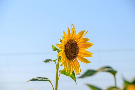 A field of sunflowers. Big yellow flowers field. Flowers with seeds. Agricultural fieldの写真素材