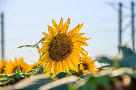 A field of sunflowers. Big yellow flowers field. Flowers with seeds. Agricultural fieldの写真素材