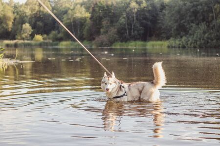 Husky portrait. Young husky dog on a walk in the water. Husky breed. Light fluffy dog. Walk with the dog. on a leash. Pretty dog. A petの写真素材