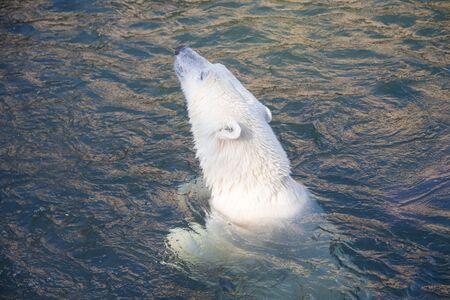 Polar bear at the zoo. An animal in captivity. Northern Bear. Big mammalの写真素材