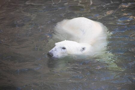 Polar bear at the zoo. An animal in captivity. Northern Bear. Big mammalの写真素材