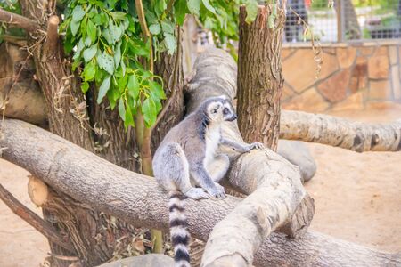 Lemur in the zoo. An animal in captivity. Striped tail. monkey family