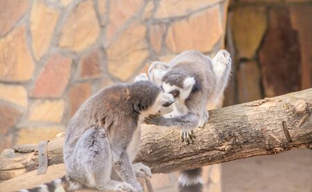 Lemur in the zoo. An animal in captivity. Striped tail. monkey familyの写真素材