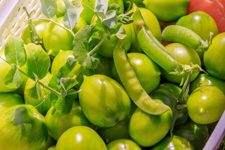Green tomatoes in a basket.の写真素材