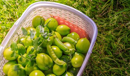Green tomatoes in a basket.の写真素材