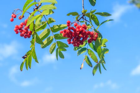 Rowan berries on a branchの写真素材