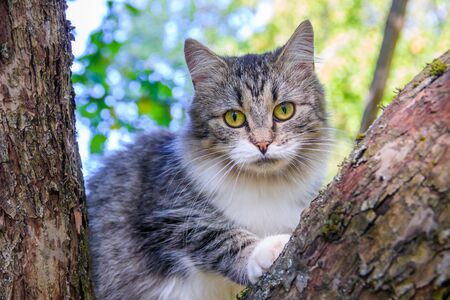 Fluffy cat is sitting on a tree branch. Pet. Cat for a walk in the yard. The cat is climbing trees. Beautiful cat on a tree.の写真素材