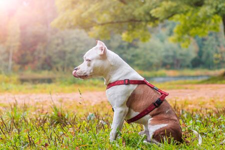 Amstaff dog on a walk in the park. Big dog. Bright dog. Light color. Home pet. Dog on a background of greeneryの写真素材