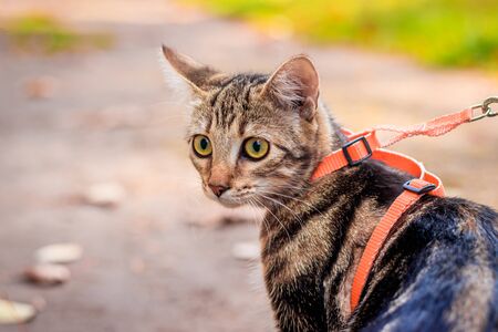 Domestic cat for a walk in the autumn park. Home pet. Cat and autumn. Bengal cat kitten. Dark cat with stripes.の写真素材