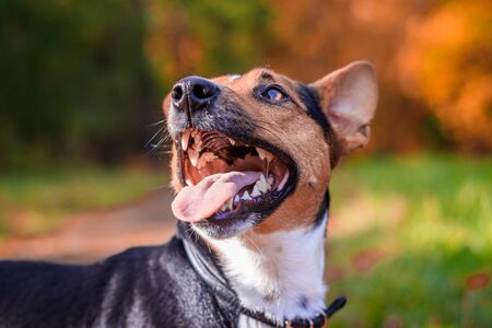 Dog Jack Russell Terrier for a walk in the park. Home pet. Dog walking in the park. Autumn Park. Bright coat colorの写真素材