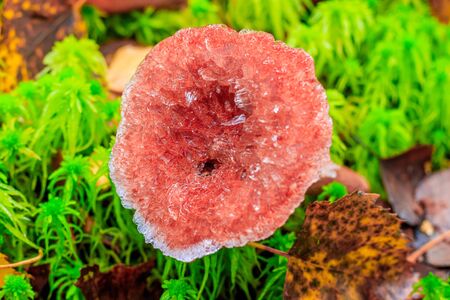 Frozen mushrooms in the forest. The end of the mushroom season. Edible mushrooms. The first frost. Mushroom and frost. Frozen mushroom. Autumnの素材 [FY310131315028]