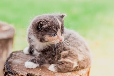 A scared kitten stands on a log. Little kitten on the street. Fluffy kitten. Kitten 3 weeks. Petsの写真素材