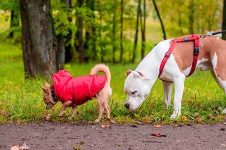 Walk the dogs on a leash.