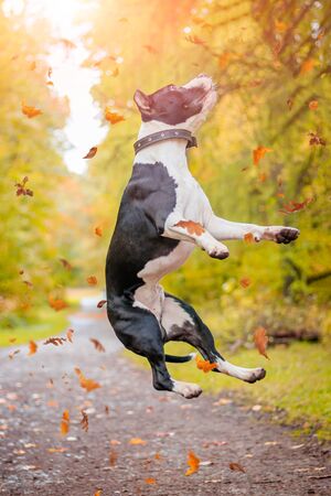Amstaff dog on a walk in the park.の写真素材