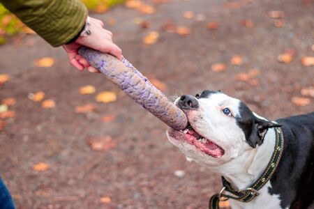 Amstaff dog on a walk in the park.の写真素材