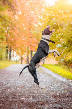 Amstaff dog on a walk in the park.の写真素材