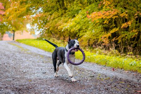 Amstaff dog on a walk in the park.の写真素材