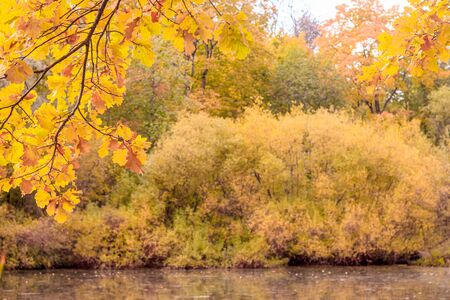 Autumn park landscape. Golden autumn . Sunny day in the autumn park with yellow trees. Beautiful...