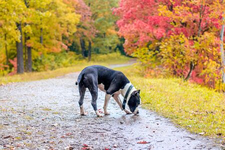 Amstaff dog on a walk in the park.の写真素材
