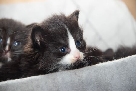 Little black kitten in a box. Pets. Kids.の写真素材