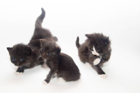 Little black kitten on a whiteの写真素材
