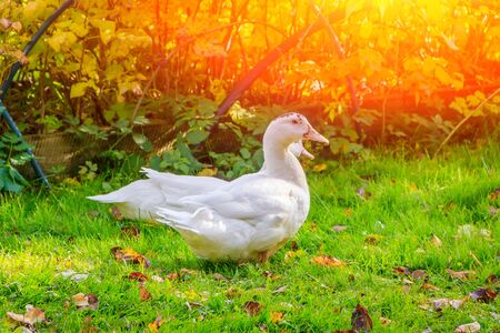 White domestic ducks walk on the green grass in the garden. Poultry Ducks on a walkの写真素材
