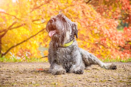 Miniature schnauzer dog for a walk in the autumn park. Dog with a haircut for a walk. . Dog on a...
