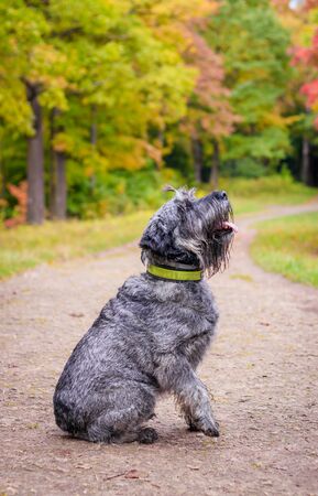 Miniature schnauzer dog for a walk in the autumn park. Dog with a haircut for a walk. . Dog on a walk. Dark dogの写真素材