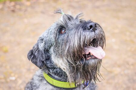 Miniature schnauzer dog for a walk in the autumn park. Dog with a haircut for a walk. . Dog on a walk. Dark dogの写真素材