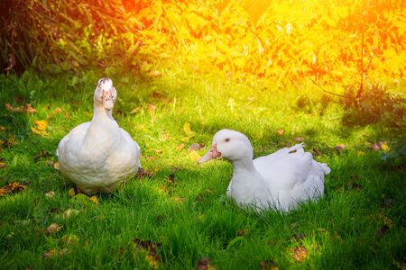 White domestic ducks walk on the green grass in the garden. Poultry Ducks on a walkの写真素材