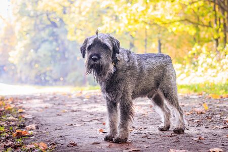 Miniature schnauzer dog for a walk in the autumn park. Dog with a haircut for a walk. . Dog on a walk. Dark dogの写真素材
