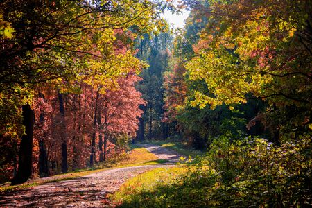 Autumn park landscape. Golden autumn . Sunny day in the autumn park with yellow trees. Beautiful...