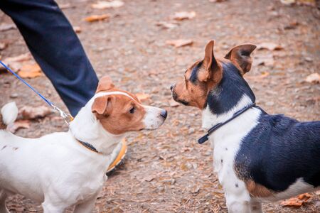 Dog Jack Russell Terrier for a walk in the park. Home pet. Dog walking in the park. Autumn Park....