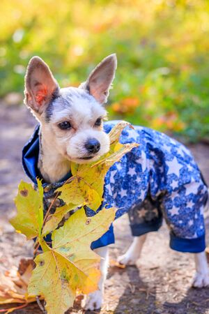 Yorkshire terrier dog for a walk in the autumn park. Dog with a haircut for a walk. Dog in overalls. on a walk. Bright dogの写真素材