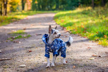 Yorkshire terrier dog for a walk in the autumn park. Dog with a haircut for a walk. Dog in overalls. on a walk. Bright dogの写真素材