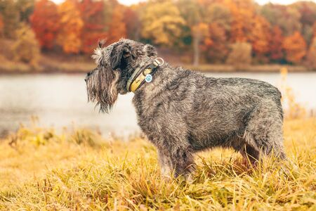 Miniature schnauzer dog for a walk in the autumn park. Dog with a haircut for a walk. . Dog on a walk. Dark dogの写真素材