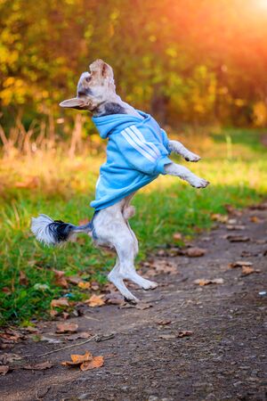 Yorkshire terrier dog for a walk in the autumn park. Dog with a haircut for a walk. Dog in overalls. on a walk. Bright dogの写真素材
