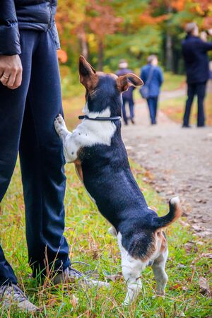 Dog Jack Russell Terrier for a walk in the park. Home pet. Dog walking in the park. Autumn Park. Bright coat colorの写真素材