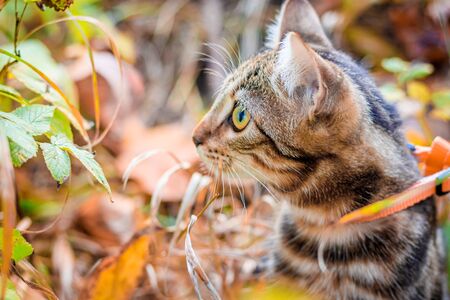 Domestic cat for a walk in the autumn park. Home pet. Cat and autumn. Bengal cat kitten. Dark cat with stripes.の写真素材