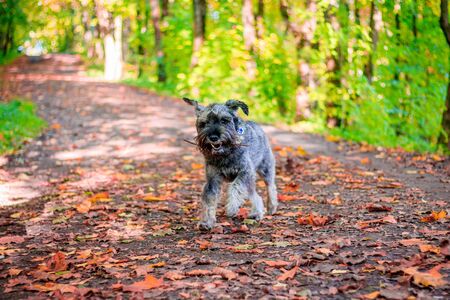 Miniature schnauzer dog for a walk in the autumn park. Dog with a haircut for a walk. . Dog on a walk. Dark dogの写真素材